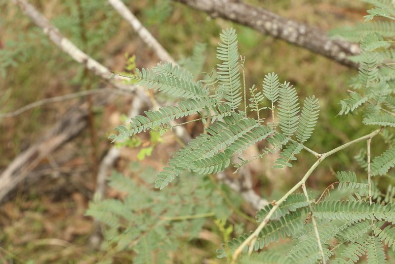 Acacia glaucocarpa, photographed by Greg Tasney