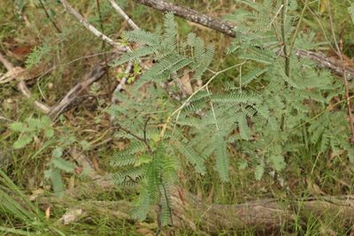 Acacia glaucocarpa, photographed by Greg Tasney