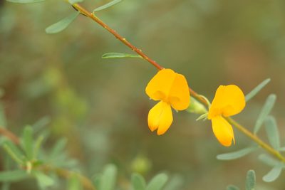 Pultenaea euchila, photographed by Greg Tasney