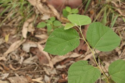 Grewia latifolia, photographed by Greg Tasney
