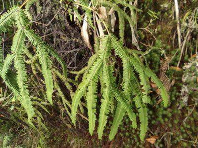 Sticherus flagellaris, photographed by Augustin Soulard