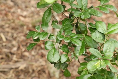Flindersia collina, photographed by Greg Tasney