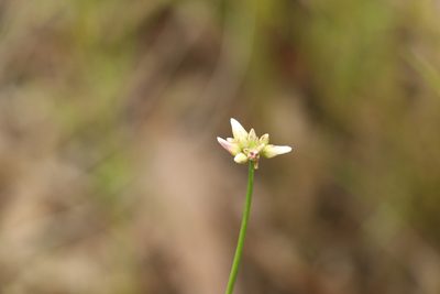 Laxmannia gracilis, photographed by Greg Tasney