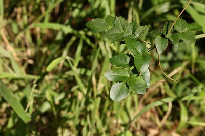 Pandorea pandorana, photographed by Greg Tasney