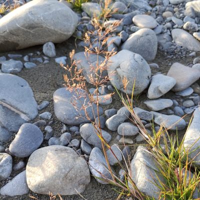 Agrostis capillaris, photographed by Jenny Saito