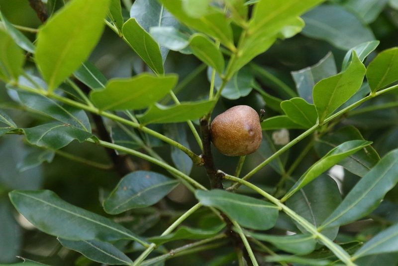 Owenia venosa, photographed by Greg Tasney
