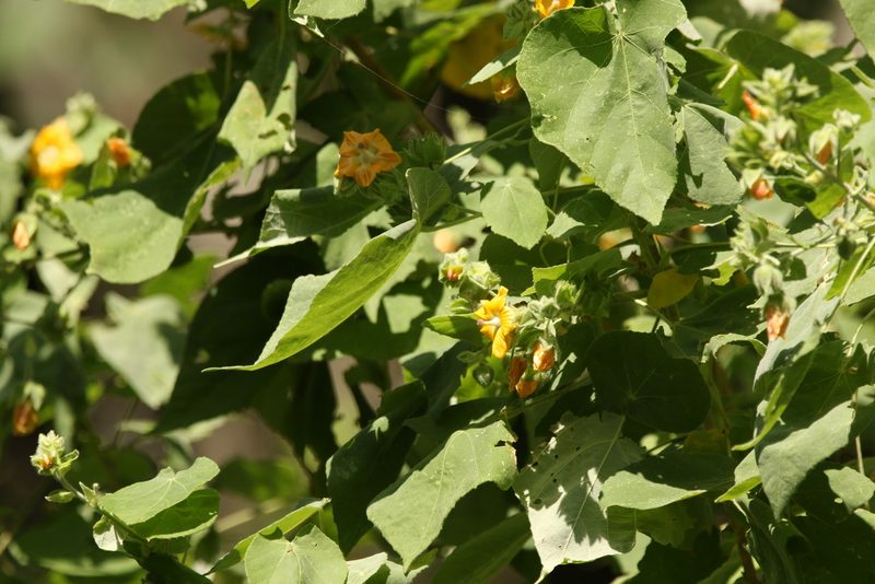 Abutilon auritum, photographed by Greg Tasney