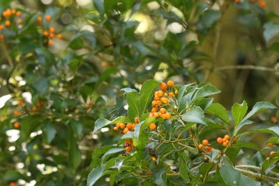 Auranticarpa rhombifolia, photographed by Greg Tasney