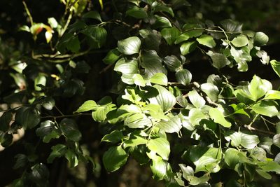 Exocarpos latifolius, photographed by Greg Tasney