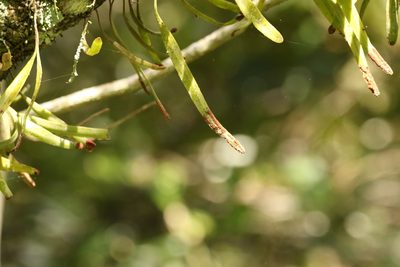 Pyrrosia confluens, photographed by Greg Tasney