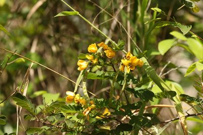 Senna gaudichaudii, photographed by Greg Tasney