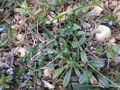 Echium parviflorum, photographed by Tim Johnson