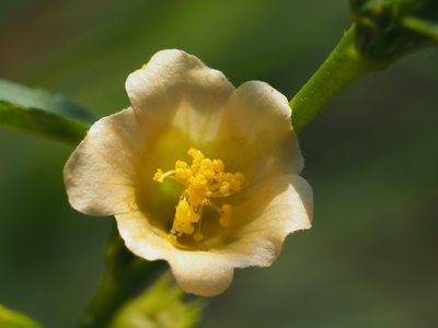 Sida acuta, photographed by 葉子