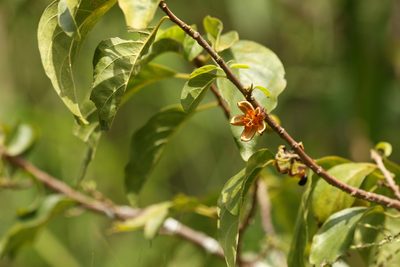 Turraea pubescens, photographed by Greg Tasney