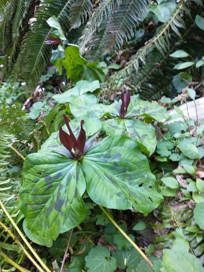 Trillium kurabayashii, photographed by Drew Meyer