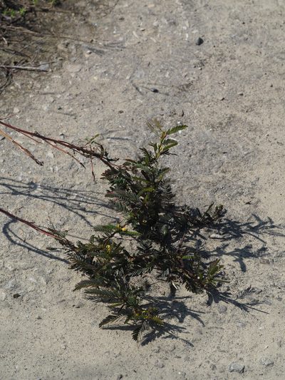 Chamaecrista leschenaultiana, photographed by 葉子