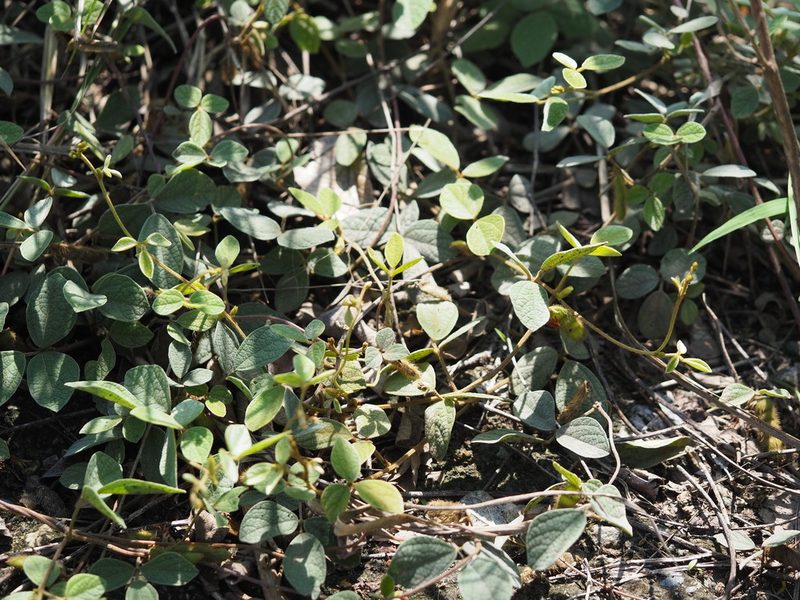Cajanus scarabaeoides, photographed by 葉子
