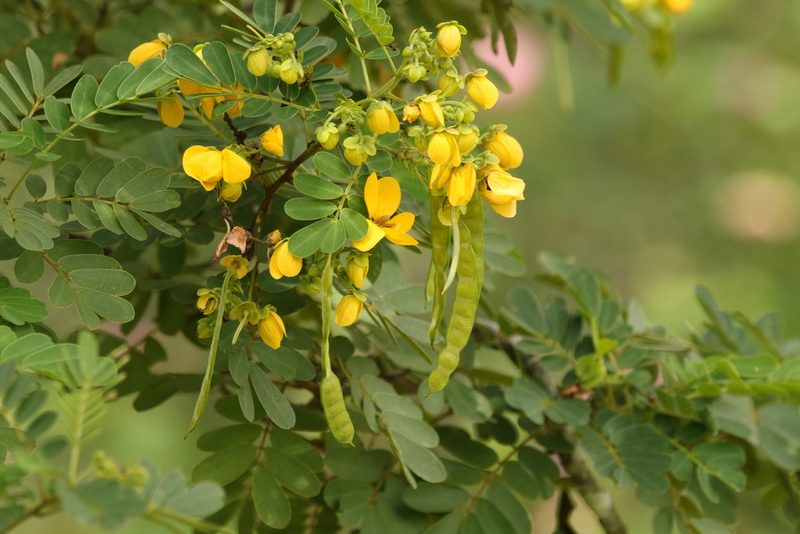 Senna gaudichaudii, photographed by Greg Tasney