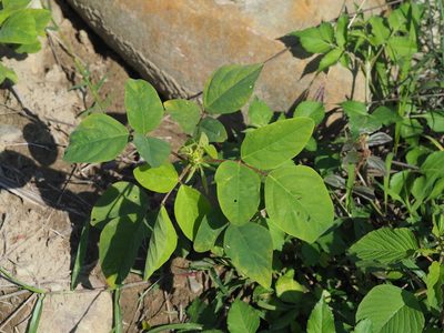 Desmodium tortuosum, photographed by 葉子