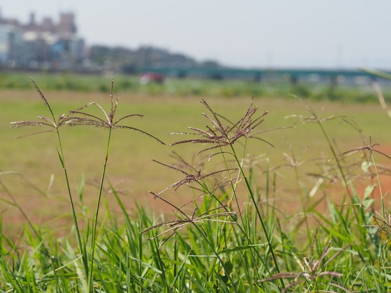 Cynodon nlemfuensis, photographed by 葉子