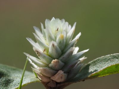 Gomphrena serrata, photographed by 葉子