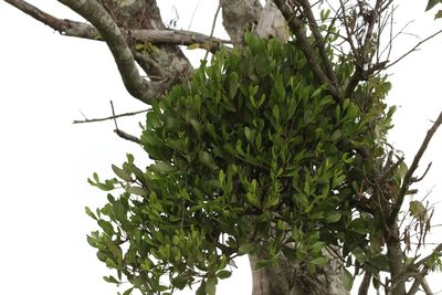 Amyema conspicua, photographed by Greg Tasney