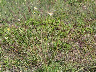Bothriochloa bladhii, photographed by 葉子