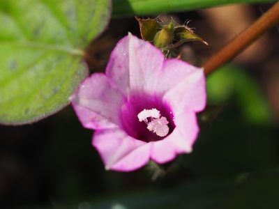 Ipomoea triloba, photographed by 葉子