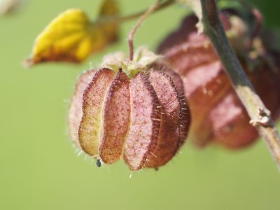 Herissantia crispa, photographed by 葉子