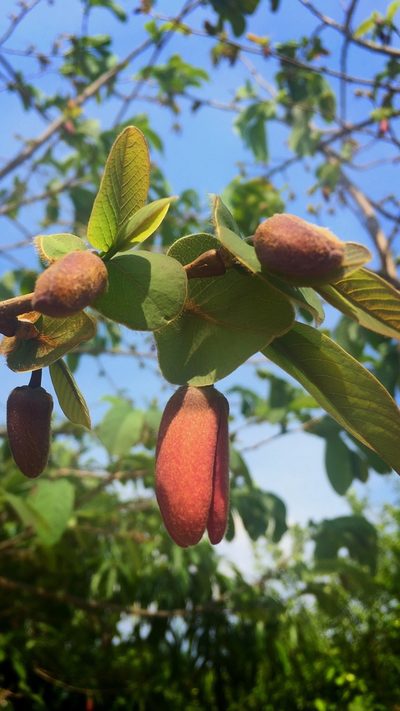 Annona macroprophyllata, photographed by Daniel Pineda Vera