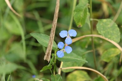 Commelina cyanea, photographed by Greg Tasney