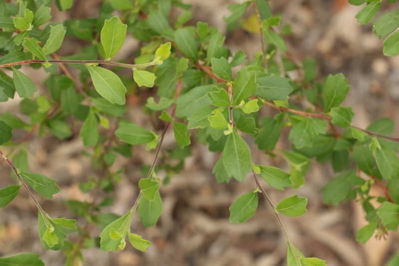 Dodonaea triangularis, photographed by Greg Tasney