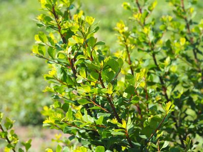 Flueggea virosa, photographed by 葉子