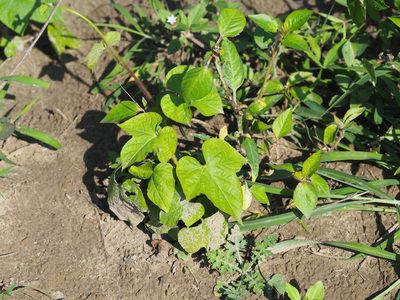Ipomoea nil, photographed by 葉子