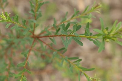 Pultenaea euchila, photographed by Greg Tasney