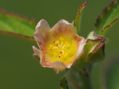 Sida spinosa, photographed by 葉子