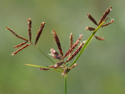 Cyperus rotundus, photographed by 葉子