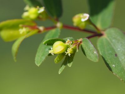 Euphorbia hyssopifolia, photographed by 葉子