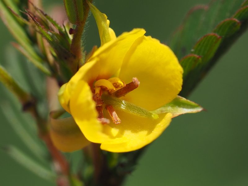 Chamaecrista leschenaultiana, photographed by 葉子