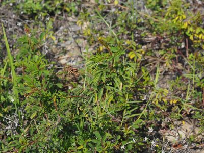 Indigofera hirsuta, photographed by 葉子