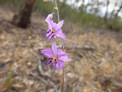 Dichopogon fimbriatus, photographed by Kiri Bee