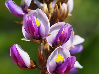 Pueraria montana, photographed by 葉子