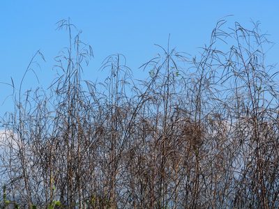 Sesbania cannabina, photographed by 葉子
