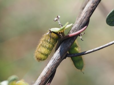 Cajanus scarabaeoides, photographed by 葉子