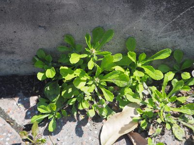 Gamochaeta pensylvanica, photographed by 葉子