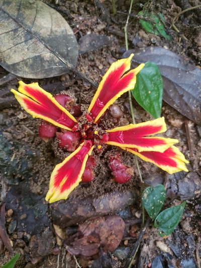 Etlingera littoralis, photographed by Shaan Aroeste