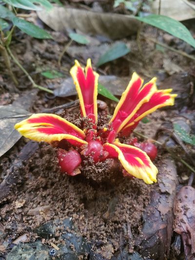 Etlingera littoralis, photographed by Shaan Aroeste