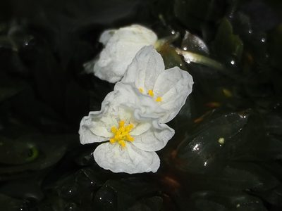 Elodea densa, photographed by 葉子