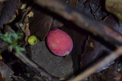 Pectinopitys ferruginea, photographed by Christopher Stephens