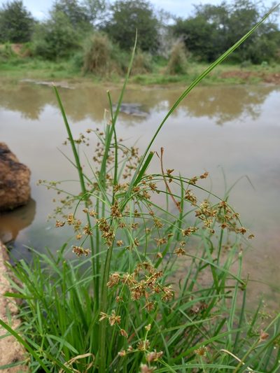 Cyperus pulcher, photographed by Christiaan Viljoen